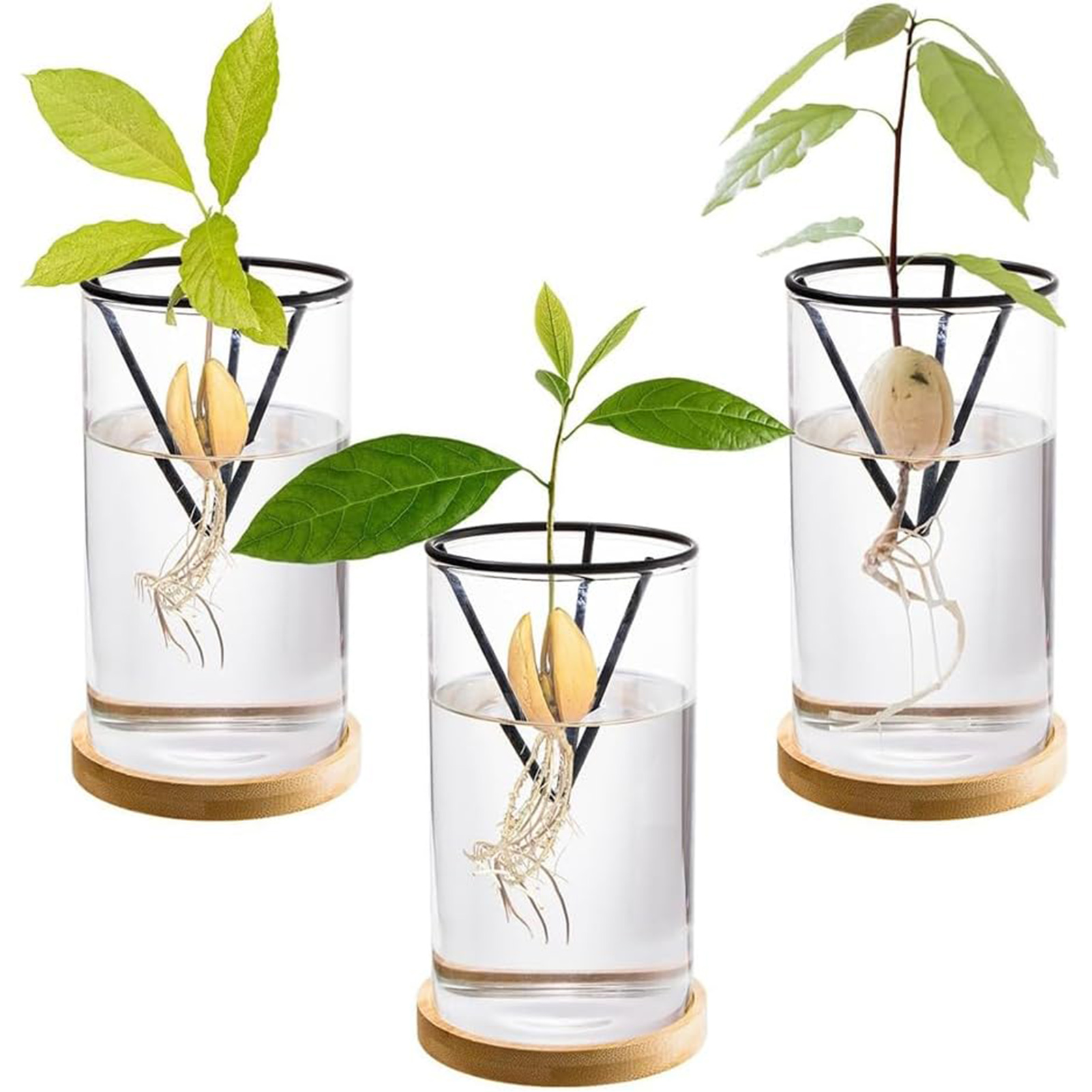 Crystal Growing Kit - 1 세트 아보카도 나무 성장 키트