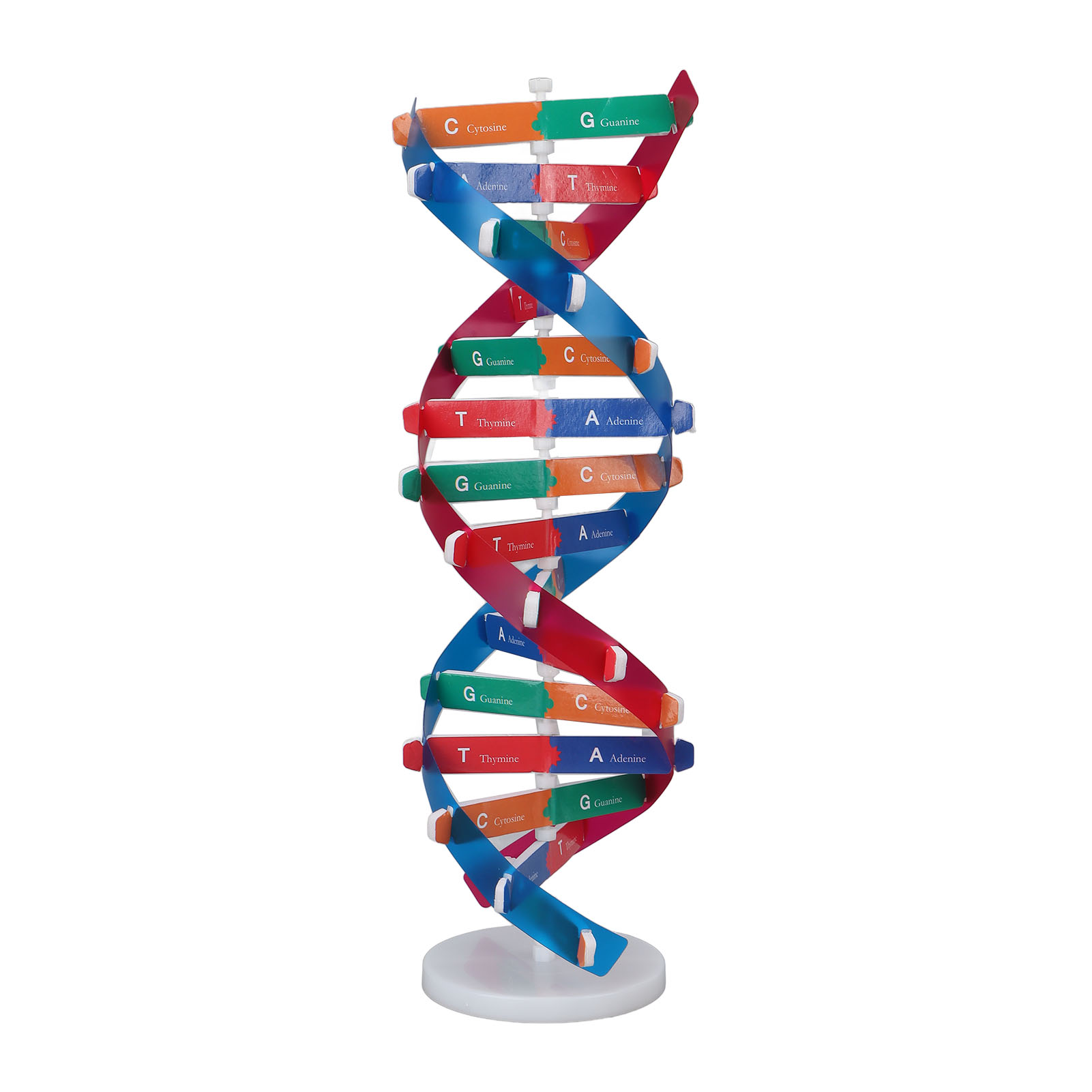 Science Kit - DNA 모델 키트 인간 DNA 모델