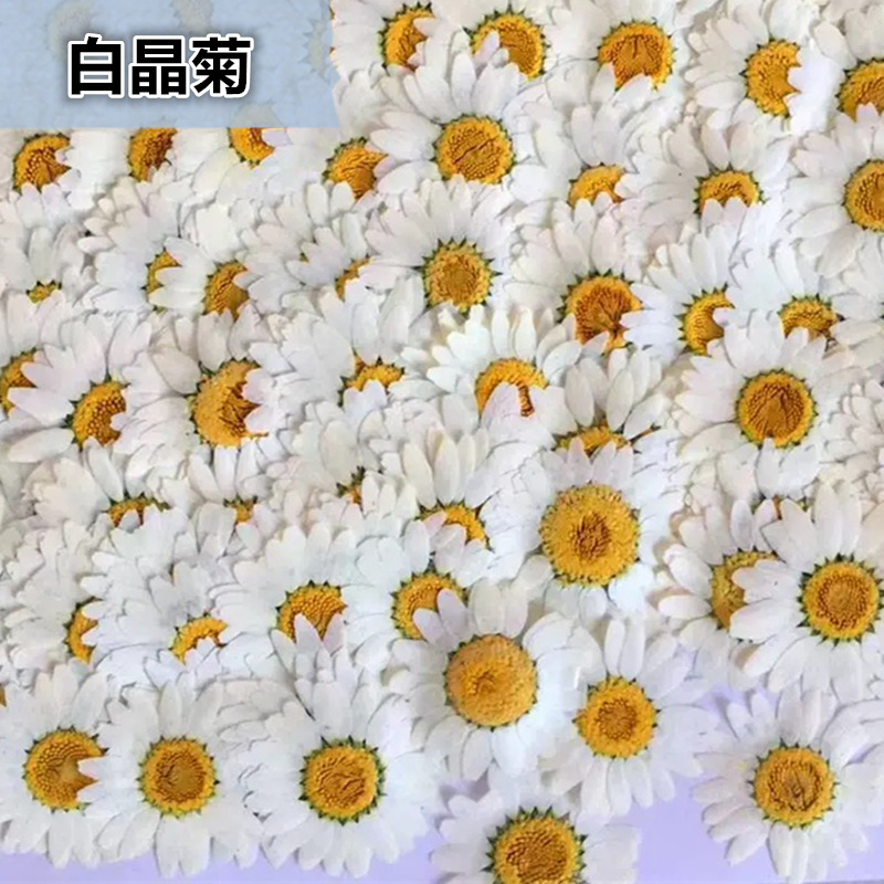 100개 천연 백색 크리스탈 국화 데이지 식물 표본,  - Crystal Growing Kit 리뷰 및 가격