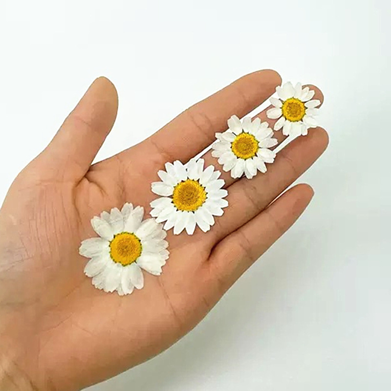 100개 천연 백색 크리스탈 국화 데이지 식물 표본,  - Crystal Growing Kit 리뷰 및 가격
