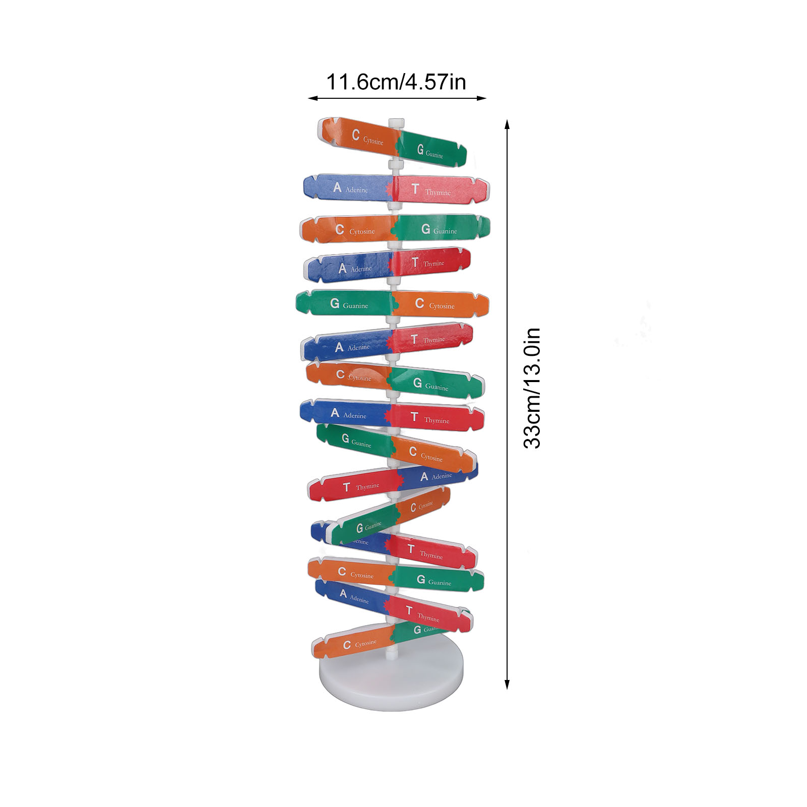 DNA 모델 키트 인간 DNA 모델 다채로운 이중 나선 - Science Kit 리뷰 및 가격