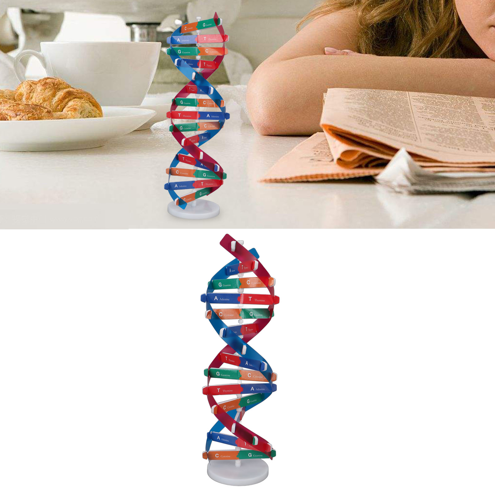 DNA 모델 키트 인간 DNA 모델 다채로운 이중 나선 - Science Kit 리뷰 및 가격