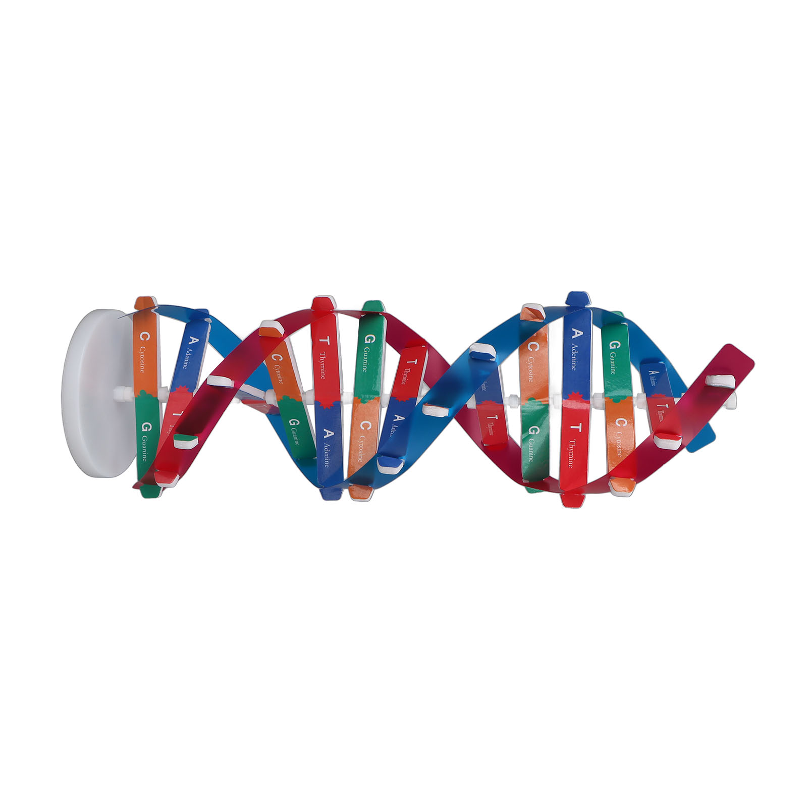 DNA 모델 키트 인간 DNA 모델 다채로운 이중 나선 - Science Kit 리뷰 및 가격
